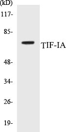 TIF-IA Cell Based ELISA Kit (A103652-96)