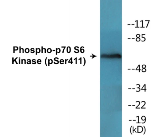 p70S6 Kinase (phospho Ser411) Cell Based ELISA Kit (A102494-296)