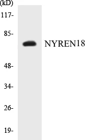 NYREN18 Cell Based ELISA Kit (A103403-96)