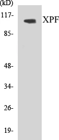 XPF Cell Based ELISA Kit (A103571-96)