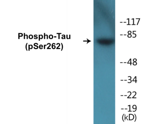 Tau (phospho Ser262) Cell Based ELISA Kit (A103836-296)