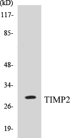 TIMP2 Cell Based ELISA Kit (A103123-96)