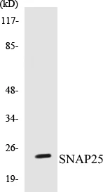 SNAP25 Cell Based ELISA Kit (A102979-96)
