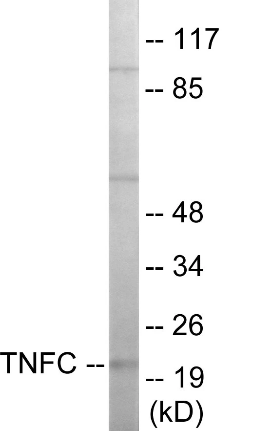 TNFC Cell Based ELISA Kit (A103501-96)