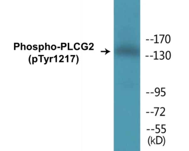 PLCG2 (phospho Tyr1217) Cell Based ELISA Kit (A102083-296)