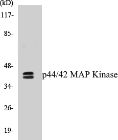 p44 / 42 MAP Kinase Cell Based ELISA Kit (A102808-96)