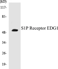 S1P Receptor EDG1 Cell Based ELISA Kit (A102821-96)