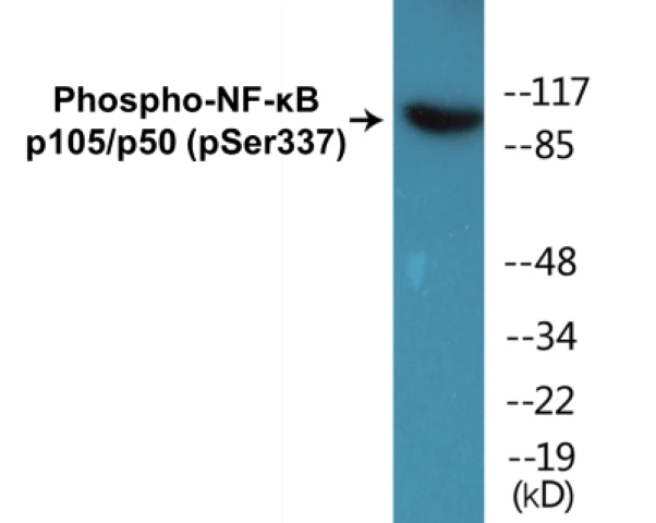 NF-kB p105 / p50 (phospho Ser337) Cell Based ELISA Kit (A102607-296)