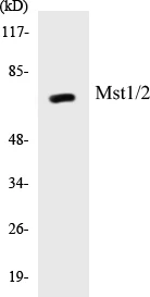 Mst1 + 2 Cell Based ELISA Kit (A103396-96)