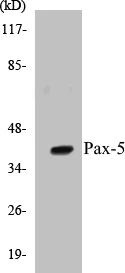 Pax-5 Cell Based ELISA Kit (A103444-96)