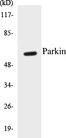 Parkin Cell Based ELISA Kit (A103645-96)