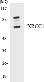 XRCC1 Cell Based ELISA Kit (A103126-96)