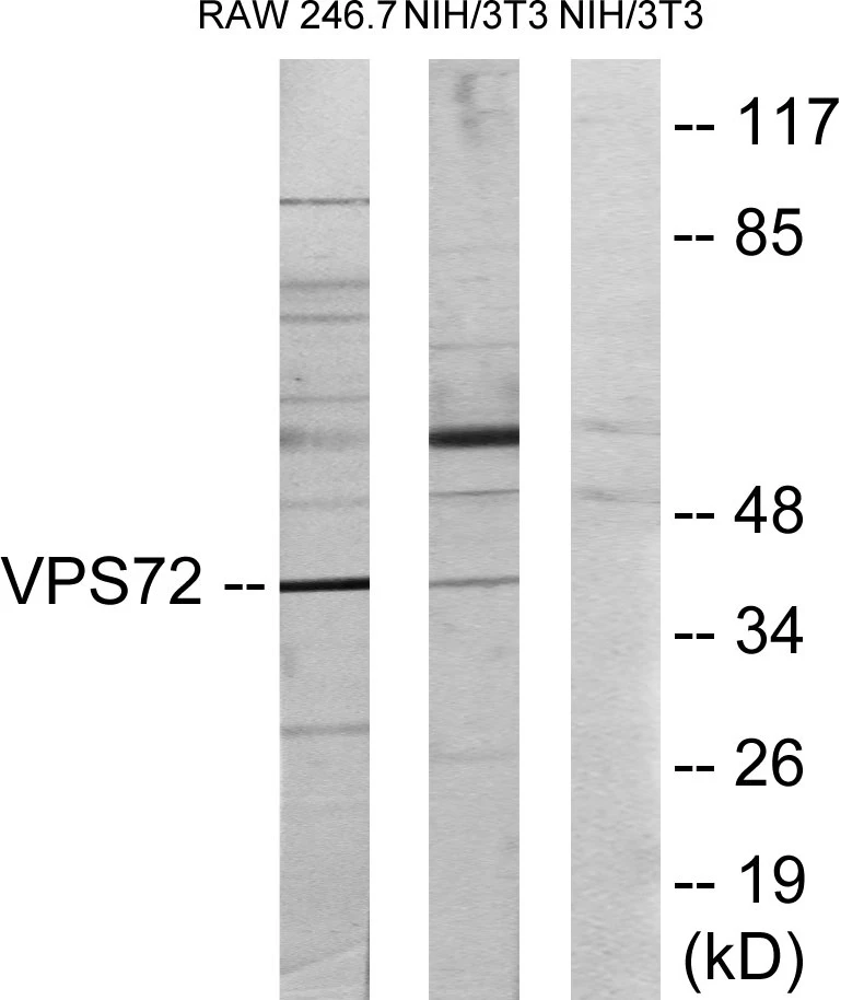 VPS72 Cell Based ELISA Kit (A103478-96)