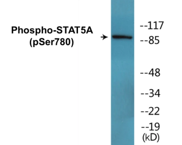 STAT5A (phospho Ser780) Cell Based ELISA Kit (A102106-296)