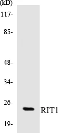 RIT1 Cell Based ELISA Kit (A103530-96)