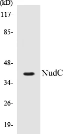 NudC Cell Based ELISA Kit (A103251-96)