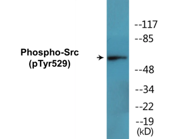 Src (phospho Tyr529) Cell Based ELISA Kit (A102443-296)