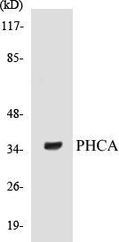 PHCA Cell Based ELISA Kit (A103528-96)