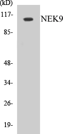 NEK9 Cell Based ELISA Kit (A103250-96)