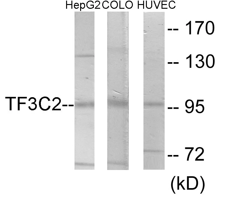 TF3C2 Cell Based ELISA Kit (A103706-96)