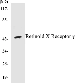 Retinoid X Receptor&#0947; Cell Based ELISA Kit (A103351-96)