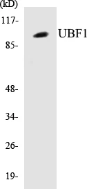 UBF1 Cell Based ELISA Kit (A103263-96)