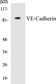 VE-Cadherin Cell Based ELISA Kit (A103371-96)