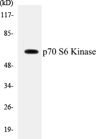 p70S6 Kinase Cell Based ELISA Kit (A102850-96)