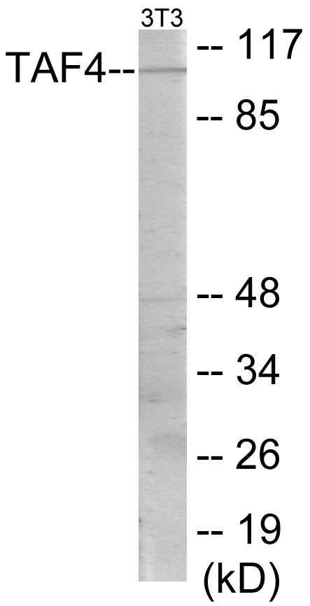 TAF4 Cell Based ELISA Kit (A103536-96)