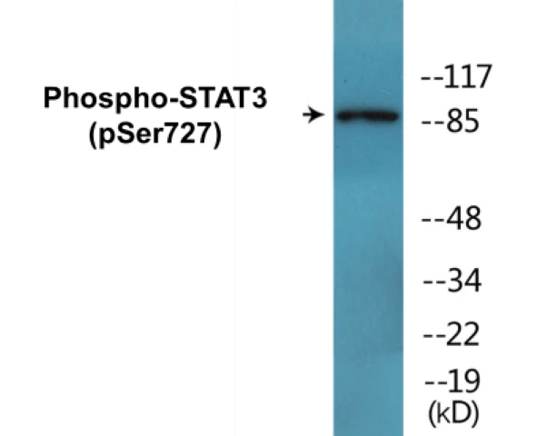 STAT3 (phospho Ser727) Cell Based ELISA Kit (A103807-296)