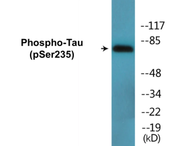 Tau (phospho Ser235) Cell Based ELISA Kit (A102444-296)