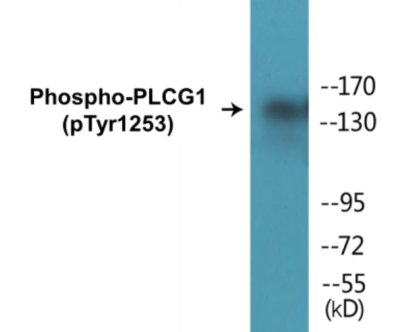 PLCG1 (phospho Tyr1253) Cell Based ELISA Kit (A102075-296)