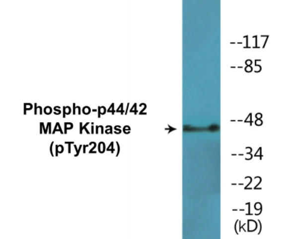 p44/42 MAP Kinase (phospho Tyr204) Cell Based ELISA Kit (A102071-296)