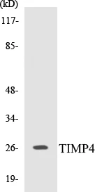 TIMP4 Cell Based ELISA Kit (A103124-96)