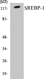 SREBP-1 Cell Based ELISA Kit (A103583-96)