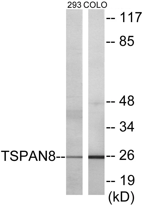 TSPAN8 Cell Based ELISA Kit (A103653-96)