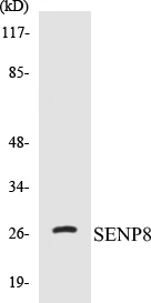 SENP8 Cell Based ELISA Kit (A103114-96)