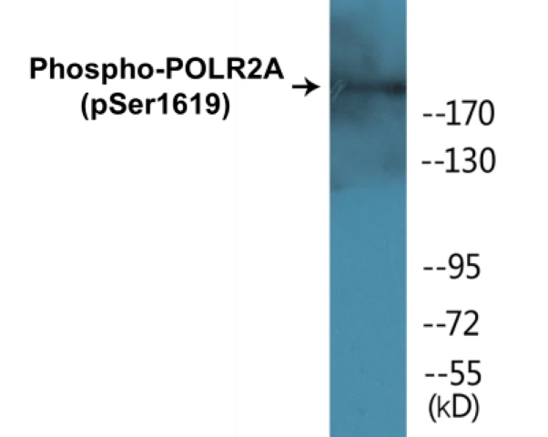 POLR2A (phospho Ser1619) Cell Based ELISA Kit (A102054-296)