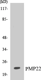 PMP22 Cell Based ELISA Kit (A103111-96)