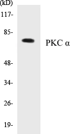 PKC alpha Cell Based ELISA Kit (A102918-96)