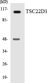 TSC22D1 Cell Based ELISA Kit (A102977-96)