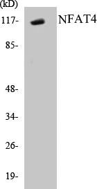 NFAT4 Cell Based ELISA Kit (A103442-96)