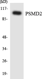 PSMD2 Cell Based ELISA Kit (A103160-96)