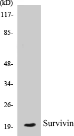 Survivin Cell Based ELISA Kit (A102964-96)