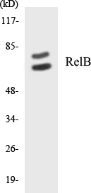 RelB Cell Based ELISA Kit (A103491-96)