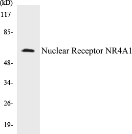 Nuclear Receptor NR4A1 Cell Based ELISA Kit (A102798-96)