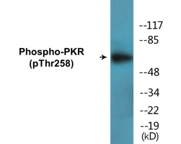 PKR (phospho Thr258) Cell Based ELISA Kit (A102751-296)