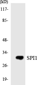 SPI1 Cell Based ELISA Kit (A103275-96)