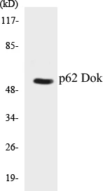 p62 Dok Cell Based ELISA Kit (A102975-96)