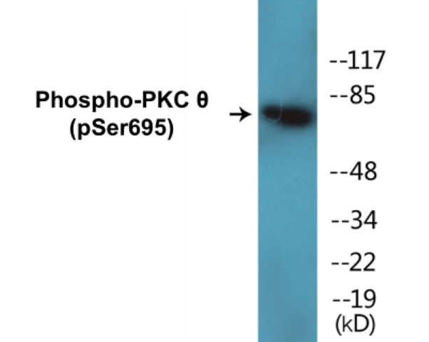 PKC theta (phospho Ser695) Cell Based ELISA Kit (A102773-296)